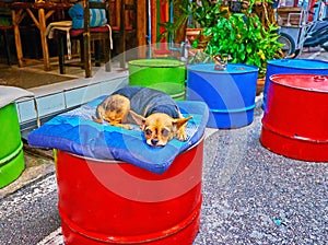 Small dog on a pillow, Patong Beach, Phuket, Thailand