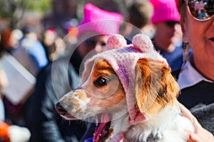 Small dog in Pink hat yawning surrounded by people in hats at Womens march in Tulsa Oklahoma 1-20-2017