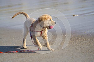 Small dog playing with ball on beach