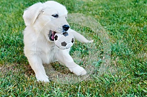 A small dog playing with a ball on the grass