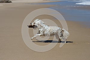 Small dog playing fetch on the beach