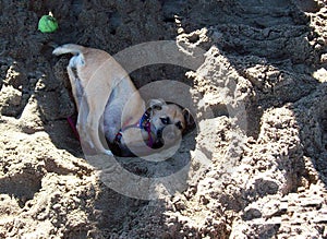 Small dog playing in the sand