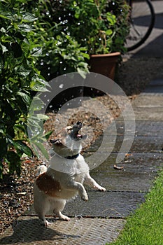 Small Dog Playing In Water Droplets