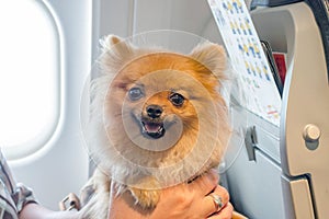 Small dog pomaranian spitz in a travel bag on board of plane, selective focus