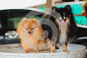 Small dog, Pomeranian, black body, brown