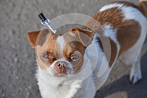 A small dog posing. Portrait of a Chihuahua from a front view. Horizontal image.White-red-haired chihuahua on the street