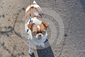 A small dog posing. Portrait of a Chihuahua from a front view. Horizontal image.White-red-haired chihuahua on the street