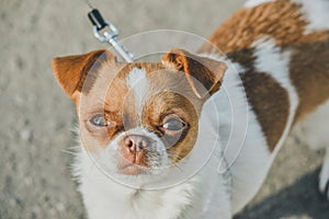 A small dog posing. Portrait of a Chihuahua from a front view. Horizontal image.White-red-haired chihuahua on the street