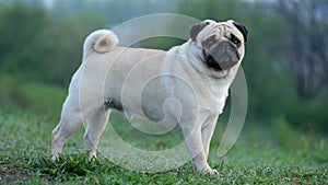 A small dog pug Konfuciy stands on the grass on a green background.