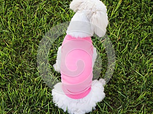 Small dog puppy pink t-shirt mock up white Maltese Model