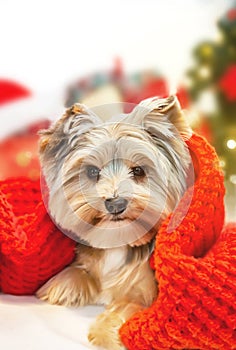 Small dog puppy yorkshire terrier with cute expression at Christmas. Gifts and Christmas tree in background. Happy New Year!