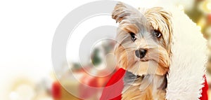 Small dog puppy yorkshire terrier with cute expression in Santa hat at Christmas. Gifts and Christmas tree in background.