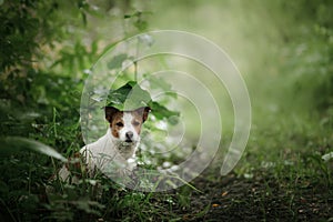 Small dog in the rain hides under a leaf