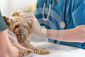 small dog at the reception at the veterinarian. Image of dog on the operating table and doctor in a veterinary clinic photo