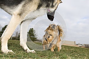 Small dog relating to big dog, small dog vs big dog