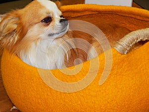 A small dog resting in a bright yellow handbag.