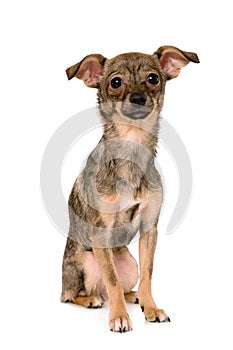 Small dog resting on white background