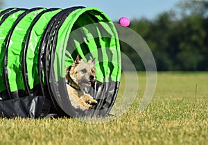 Small dog is running on hoopers training.