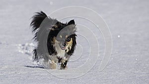 Small dog running in snow