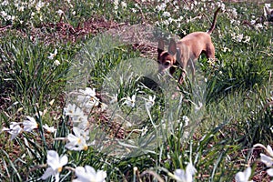 Small dog runs around in a green field of white daffodils in bloom