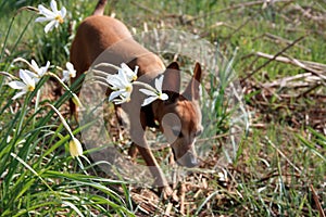 Small dog runs around in a green field of white daffodils in bloom