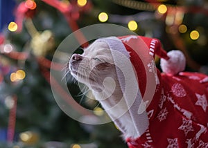 Small Dog in Santa Claus clothes waiting for a miracle.