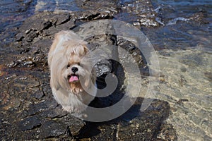 Small dog sea beach