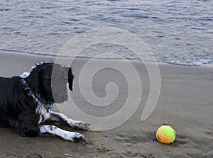 The dog on the seashore, waits to play ball photo