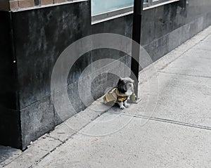 Small dog seen tied to a lamppost by an empty pavement.