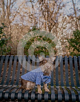 Small dog in a shirt posing on a park bench