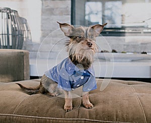 Small dog in a shirt posing on a sofa