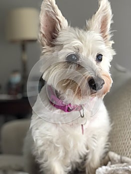 Small Dog with short white hair, sitting inside on couch