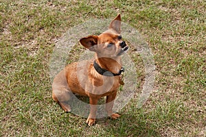 Small dog showing very undershot bite