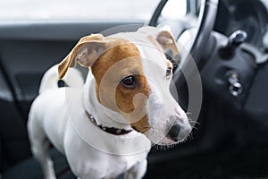 Small dog sit in the car on the front seat