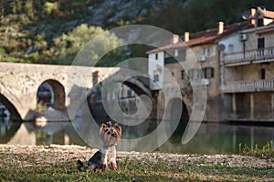 A small dog sits calmly by a river, an old stone bridge in the background