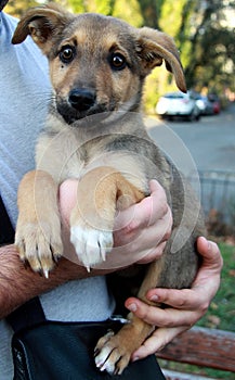 A small dog with sits on the hands of a man and looks at the camera. The concept of caring for homeless animals and searching for