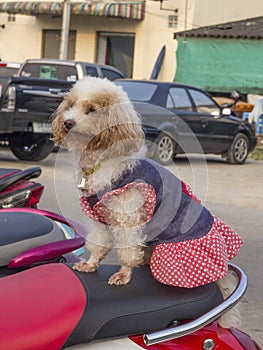 Small dog sits on moped