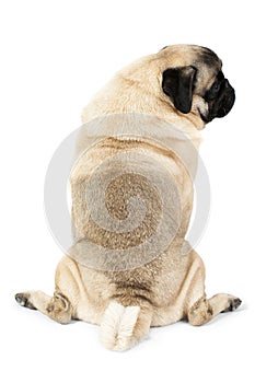 A small dog sits turned back and looks away. Isolated on white background.
