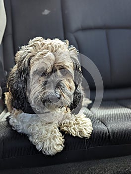 Small dog sitting in the car