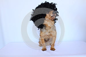 Small dog sitting dressed with a wig