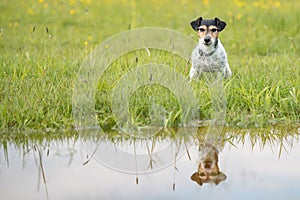 Small Dog sitting over dripping wet meadow. Small jack russell terrier seven years