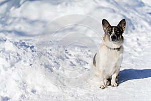 A small dog sitting on snowy road