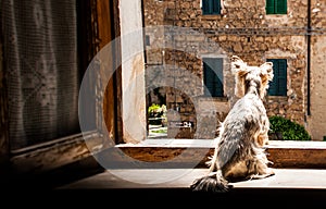 A small dog sitting on the windowsill of an old window watching the street