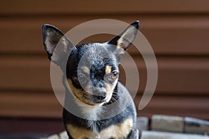 Small dog sitting on wooden chair.Chihuahua dog on a wooden background