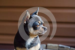 Small dog sitting on wooden chair.Chihuahua dog on a wooden background