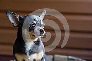 Small dog sitting on wooden chair.Chihuahua dog on a wooden background