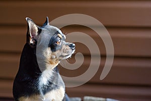 Small dog sitting on wooden chair.Chihuahua dog on a wooden background