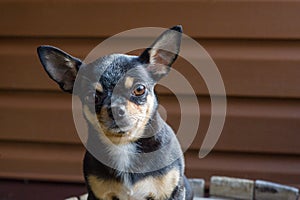 Small dog sitting on wooden chair.Chihuahua dog on a wooden background