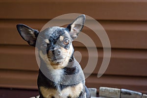 Small dog sitting on wooden chair.Chihuahua dog on a wooden background