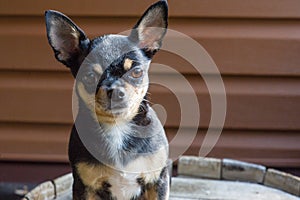 Small dog sitting on wooden chair.Chihuahua dog on a wooden background